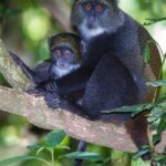 ZANZIBAR: Jozani Forest, butterfly center & Reptile park - The Magic of the Zanzibar Butterfly Center