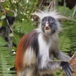 Zanzibar: Jozani forest, Butterfly, Kuza Cave & Paje beach - The Details That Matter