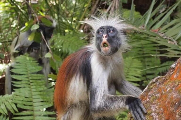 Zanzibar: Jozani forest, Butterfly, Kuza Cave & Paje beach - The Details That Matter