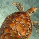 Zanzibar: Jozani forest, Butterfly, turtles & Mtende beach - Practical Information & Considerations