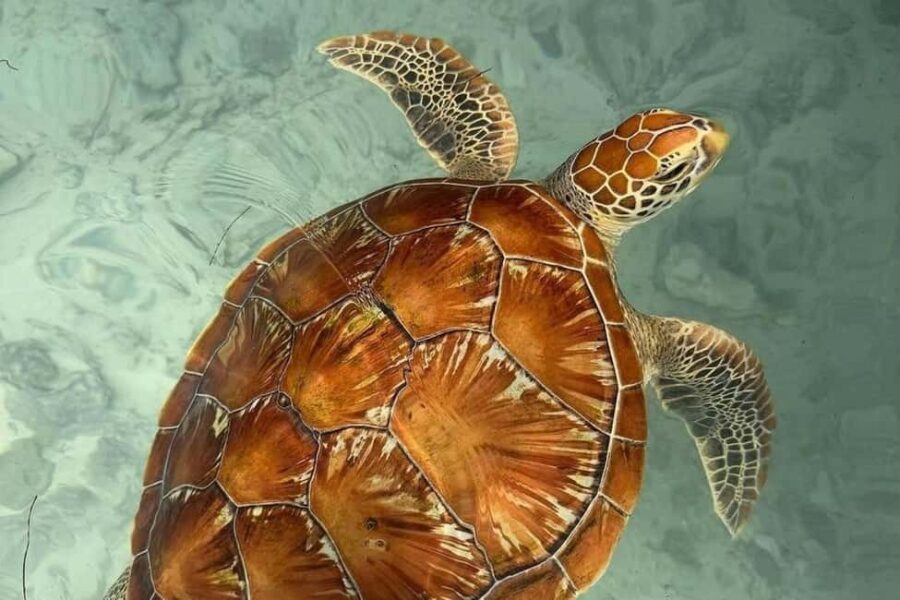 Zanzibar: Jozani forest, Butterfly, turtles & Mtende beach - Practical Information & Considerations