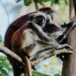 Zanzibar: Jozani Forest Conservation Guided Tour - Practical Details and Experience Quality