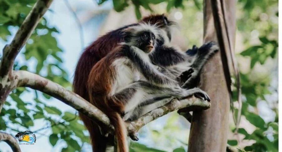 Zanzibar: Jozani Forest Conservation Guided Tour - Practical Details and Experience Quality
