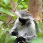 Zanzibar: Jozani forest full day tour - Discovering the Zanzibar Butterfly Center