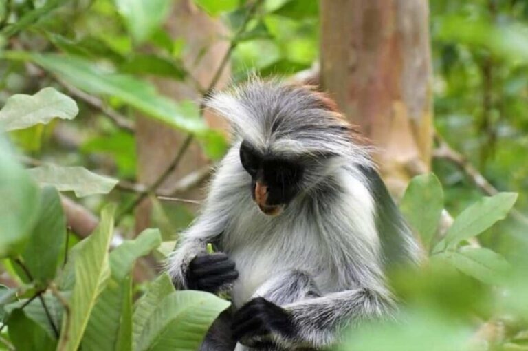 Zanzibar: Jozani forest full day tour - Discovering the Zanzibar Butterfly Center