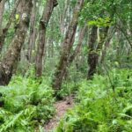 Zanzibar: Jozani Forest Guided Tour with Hotel Transfer - Practical Aspects of the Tour