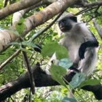 Zanzibar: Jozani Forest, Kuza Cave & Blue Lagoon | Full day - An In-Depth Look at the Tour Experience