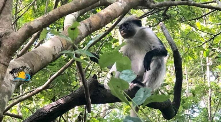 Zanzibar: Jozani Forest, Kuza Cave & Blue Lagoon | Full day - An In-Depth Look at the Tour Experience