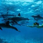 ZANZIBAR: Jozani Forest & Mnemba Dolphin Snorkeling with BBQ - Why This Tour Matters