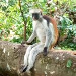 Zanzibar: Jozani Forest, Nakupenda beach, & Stone Town Tour - Discovering Jozani Forest and Its Wildlife