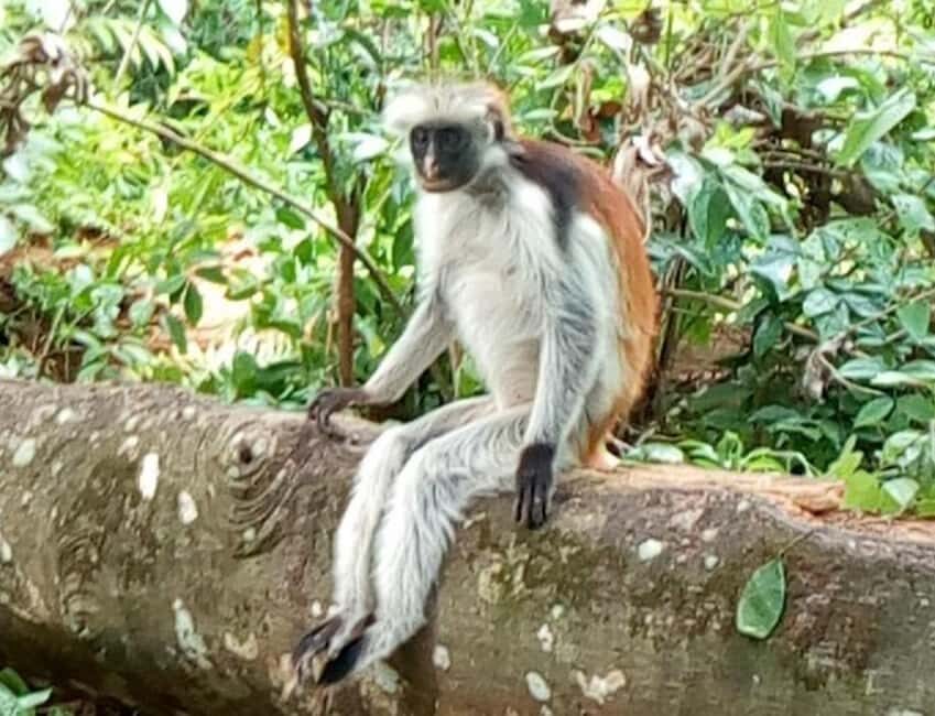 Zanzibar: Jozani Forest, Nakupenda beach, & Stone Town Tour - Discovering Jozani Forest and Its Wildlife