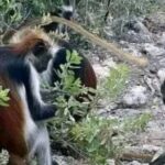 Zanzibar: Jozani Forest National Park Guided Tour - Discovering Jozani Forest: What to Expect