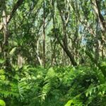 Zanzibar: Jozani Forest National Park Guided Tour - Why this tour offers great value