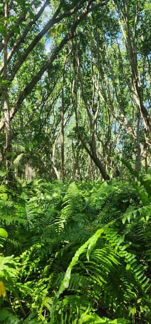 Zanzibar: Jozani Forest National Park Guided Tour - Why this tour offers great value