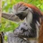 Zanzibar: Jozani Forest National Park Guided Tour - Analyzing the Value