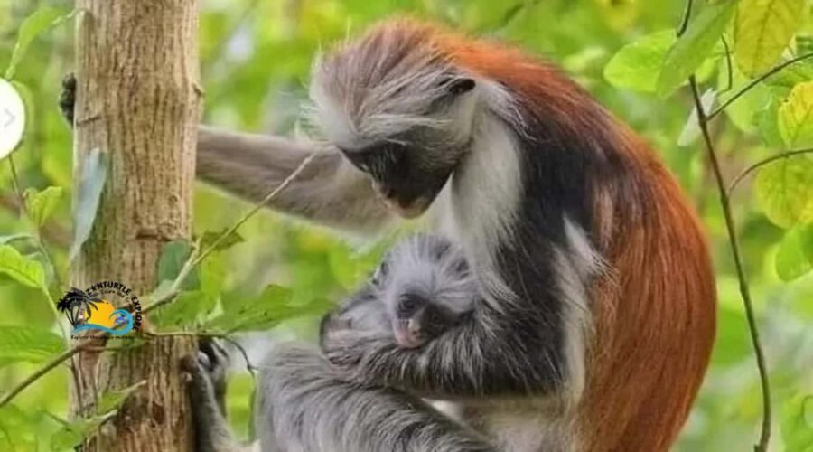 Zanzibar: Jozani Forest National Park Guided Tour - Analyzing the Value