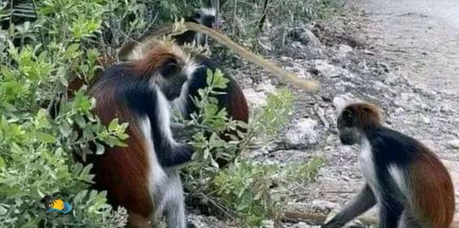 Zanzibar: Jozani Forest National Park Guided Tour - Discovering Jozani Forest: What to Expect