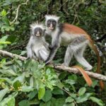 Zanzibar: Jozani Forest, Nature Walk and Wildlife Tour - An In-Depth Look at Jozani Forest Tour