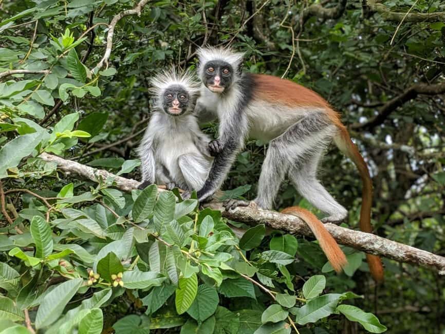 Zanzibar: Jozani Forest, Nature Walk and Wildlife Tour - An In-Depth Look at Jozani Forest Tour