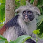 Zanzibar: Jozani Forest, Prison Island and Spice Farm Tour - Practical Details and What to Expect