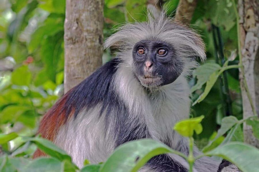 Zanzibar: Jozani Forest, Prison Island and Spice Farm Tour - Practical Details and What to Expect