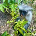 Zanzibar: Jozani forest, Reptile park and Salaam cave tour - Exploring Jozani Forest Reserve