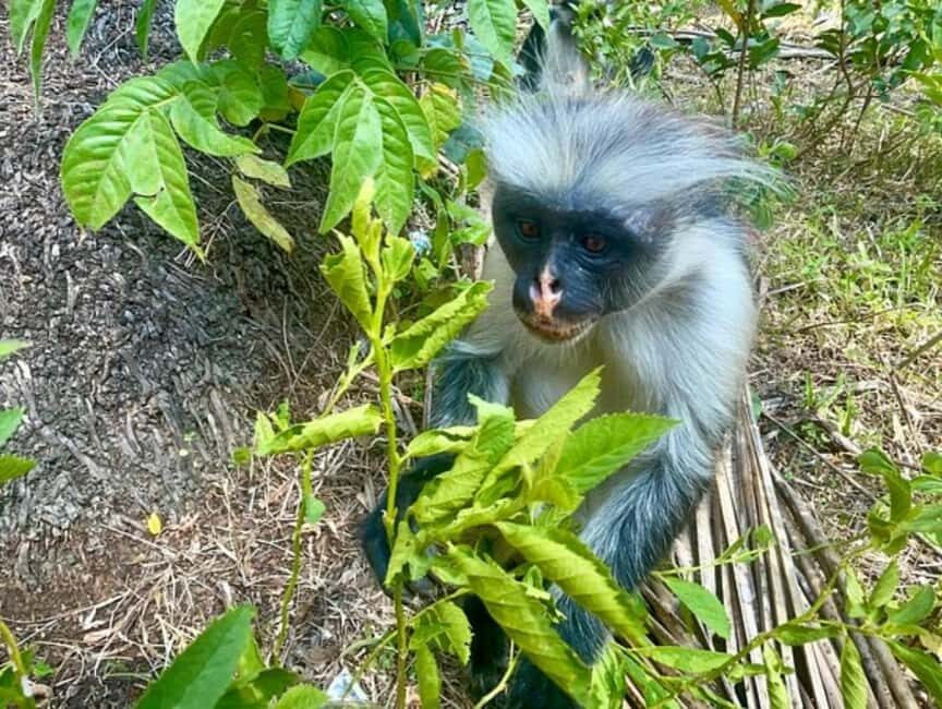 Zanzibar: Jozani forest, Reptile park and Salaam cave tour - Exploring Jozani Forest Reserve