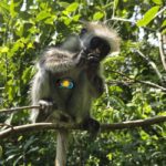 Zanzibar: Jozani Forest & Salaam Cave Sea Turtles Swim Tour - Who Will Love This Tour?