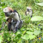 Zanzibar: Jozani Forest, Salaam Cave & The Rock Restaurant, - Final Thoughts
