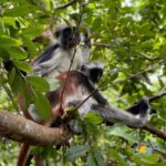 Zanzibar: Jozani Forest, Salaam Cave & The Rock Restaurant - Final Thoughts