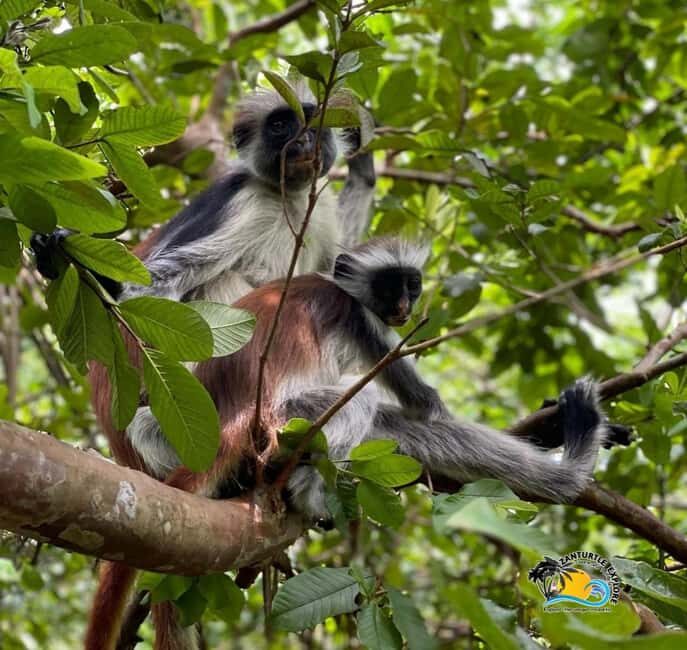 Zanzibar: Jozani Forest, Salaam Cave & The Rock Restaurant - Final Thoughts