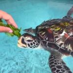 Zanzibar: Jozani Forest, Sea sanctuary tortle & Mtende Beach - Who Would Enjoy This Tour?