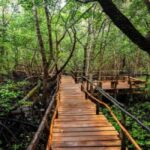 Zanzibar: Jozani Forest, Sea Turtles, and Spice Farm Tour - Swimming with Sea Turtles: An Unforgettable Marine Encounter