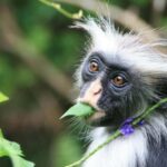 Zanzibar: Jozani Forest, Sea Turtles, & The Rock Restaurant - Discovering the Mangroves and Their Secrets