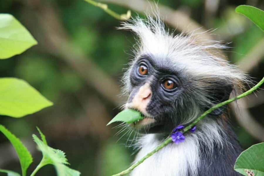 Zanzibar: Jozani Forest, Sea Turtles, & The Rock Restaurant - Discovering the Mangroves and Their Secrets