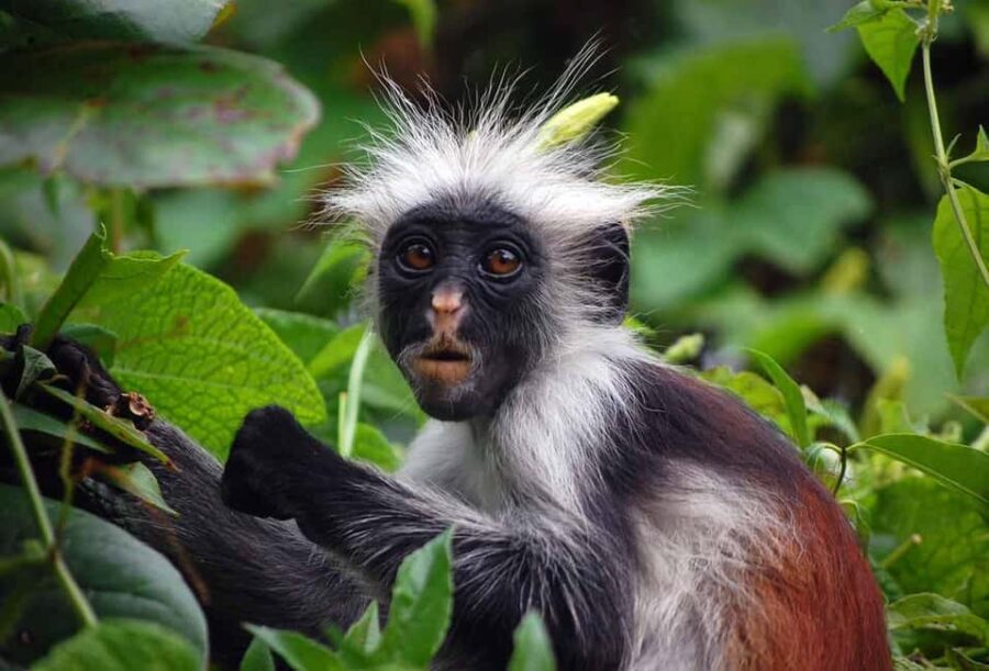 Zanzibar: Jozani forest, Spice farm and Salaam cave day trip - The Value of This Zanzibar Day Trip