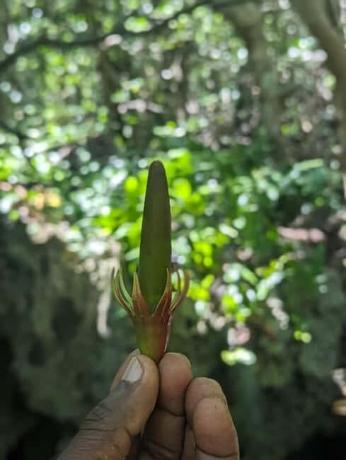 Zanzibar: Jozani Forest & Spice Farm Private Tour with Lunch - What Sets This Tour Apart?