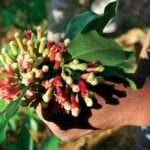 Zanzibar: Jozani Forest, Spice farms, & Prison Island - The Spice Farm Experience