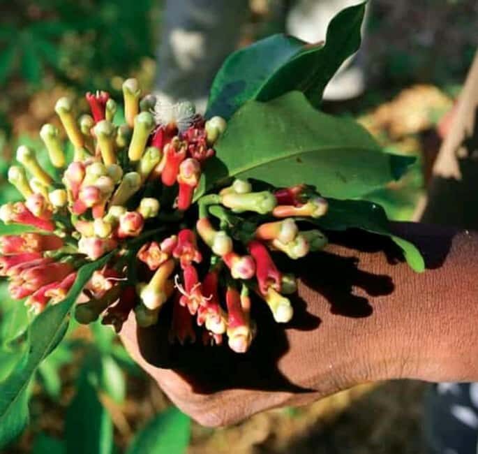 Zanzibar: Jozani Forest, Spice farms, & Prison Island - The Spice Farm Experience