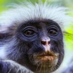 Zanzibar: Jozani Forest, Spice Farms, & Stone Town tours - Wildlife and Nature: The Heart of Jozani Forest