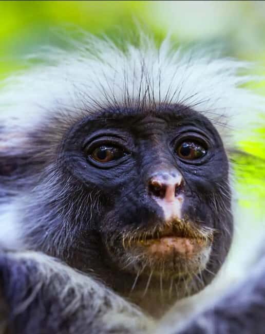 Zanzibar: Jozani Forest, Spice Farms, & Stone Town tours - Wildlife and Nature: The Heart of Jozani Forest