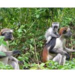 Zanzibar: Jozani forest, stone town tour & Prison island - Breaking Down the Cost & Value
