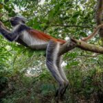 Zanzibar: Jozani Forest "The Red Monkeys," Dolphin Safari - Dolphin Safari: Swimming with the Ocean’s Gentle Giants