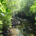 Zanzibar: Jozani Forest Tour - Wildlife and Ecosystem Insights