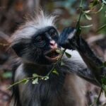Zanzibar: Jozani Forest Tour and The Rock Restaurant - What to Expect on the Tour