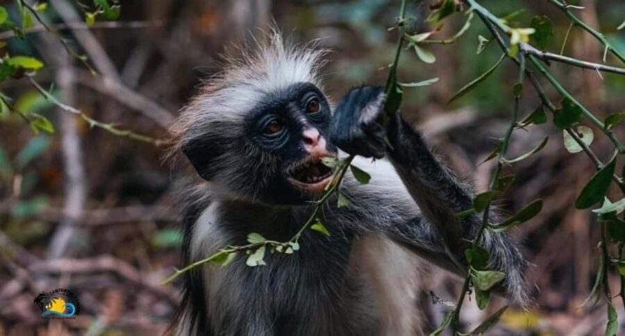Zanzibar: Jozani Forest Tour and The Rock Restaurant - What to Expect on the Tour