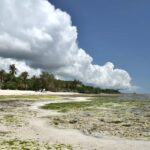 Zanzibar - Jozani forest tour & Blue Lagoon trip - What’s Included & Practical Details