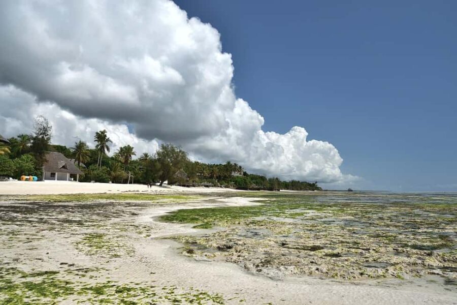 Zanzibar - Jozani forest tour & Blue Lagoon trip - What’s Included & Practical Details