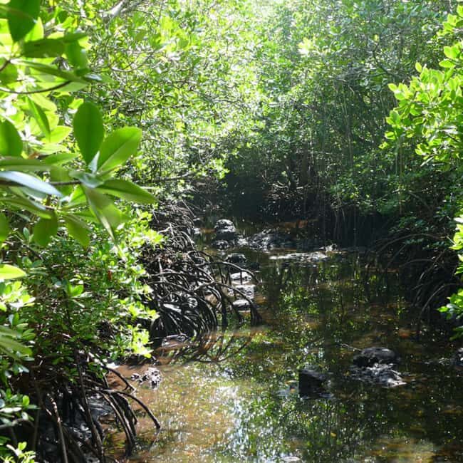 Zanzibar: Jozani Forest Tour - Wildlife and Ecosystem Insights