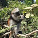 ZANZIBAR: Jozani Forest tour,Kuza Cave and Star fish tour - Frequently Asked Questions